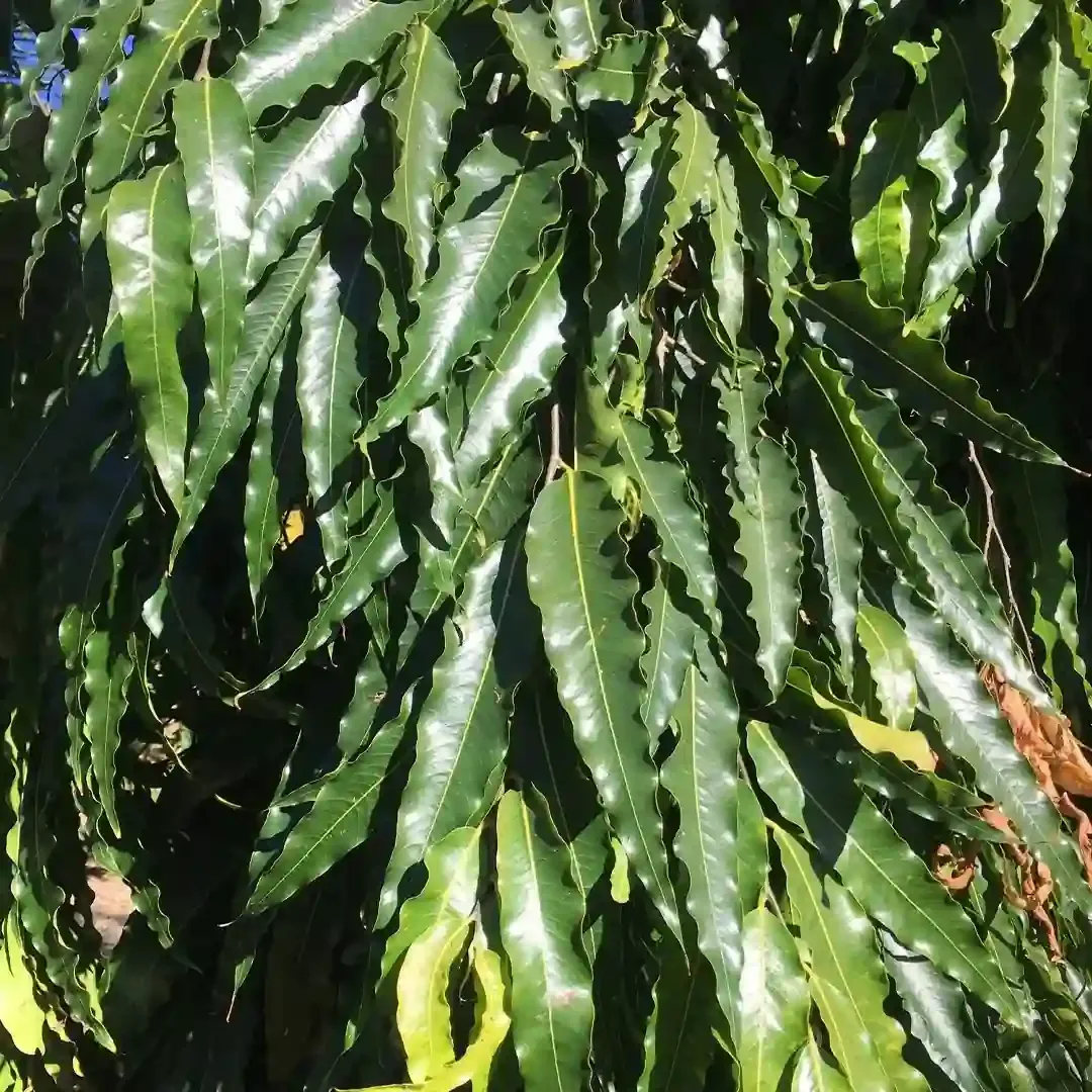 Ashoka Plant